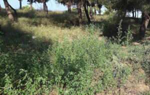 Υποχρεωτικός καθαρισμός οικοπέδων: Προθεσμίες, υποχρεώσεις και βαριά πρόστιμα για τους παραβάτες