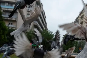 Καλλιθέα: Έκκληση του Δήμου για αποφυγή σίτισης περιστεριών σε δημόσιους χώρους