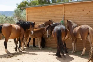 87 άλογα σώθηκαν από τον Υμηττό – Η μεγάλη μάχη για να έχουν τροφή, στέγη και ένα ασφαλές μέλλον