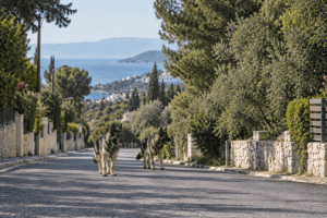 Βάρη: Δύο σκυλιά επιτέθηκαν σε τρεις ανθρώπους – Μία γυναίκα στο ΚΑΤ, συνελήφθη συγγενικό πρόσωπο