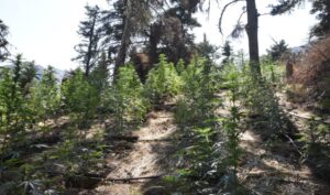 Φυτεία με πάνω από 2.000 δενδρύλλια κάνναβης εντοπίστηκε στην Κορινθία