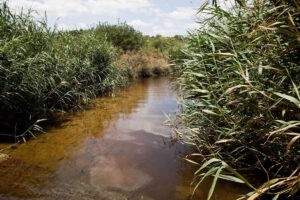 Ασωπός: Εντοπίστηκαν βακτήρια Vibrio σε 5 σημεία δειγματοληψίας