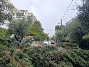 Χαλάνδρι: Πτώση δέντρου στην οδό Τυμφρηστού